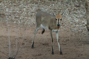 duiker